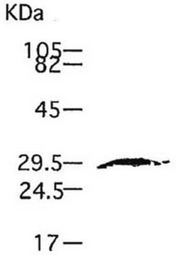 Anti-MMP-7 (Ab-1) Mouse mAb (141-7B2) liquid, clone 141-7B2, Calbiochem&#174;