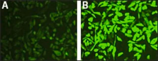 Intracellular Hydrogen Peroxide Assay sufficient for 200 fluorometric&nbsp;tests (green fluorescence)