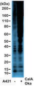Anti-Phosphothreonine antibody, Rabbit monoclonal recombinant, expressed in HEK 293 cells, clone RM102, purified immunoglobulin