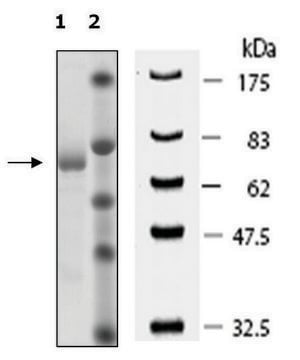 Tankyrase 2 active human recombinant, expressed in baculovirus infected Sf9 cells, &#8805;90% (SDS-PAGE)