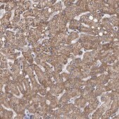Anti-C7ORF26 antibody produced in rabbit Prestige Antibodies&#174; Powered by Atlas Antibodies, affinity isolated antibody, buffered aqueous glycerol solution