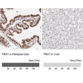 Anti-PBX1 antibody produced in rabbit Prestige Antibodies&#174; Powered by Atlas Antibodies, affinity isolated antibody, buffered aqueous glycerol solution