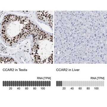 Anti-CCAR2 antibody produced in rabbit Prestige Antibodies&#174; Powered by Atlas Antibodies, affinity isolated antibody, buffered aqueous glycerol solution, Ab2