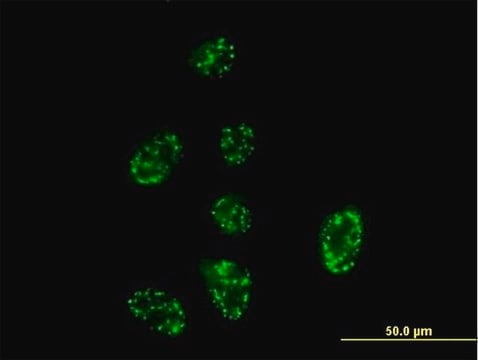 Anti-SH2D3A antibody produced in mouse purified immunoglobulin, buffered aqueous solution