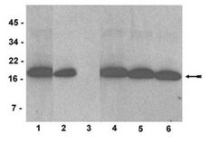 Anti-dimethyl-Histone H3 (Lys4) Antibody, clone AW30, Trial Size culture supernatant, clone AW30, Upstate®