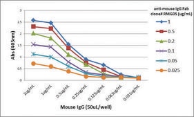 Anti-Mouse IgG Fab-Biotin antibody, Goat monoclonal recombinant, expressed in HEK 293 cells, clone RMG05, purified immunoglobulin