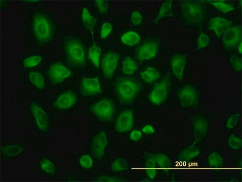 Monoclonal Anti-TUBB2C antibody produced in mouse clone 1G3, purified immunoglobulin, buffered aqueous solution