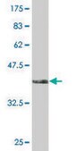 Monoclonal Anti-TCF2 antibody produced in mouse clone 3H4, purified immunoglobulin, buffered aqueous solution