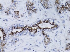 Anti-BRCA1 antibody produced in rabbit