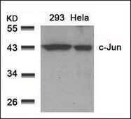 Anti-JUN (Ab-91) antibody produced in rabbit affinity isolated antibody