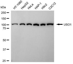 KD-Validated Anti USO1 Vesicle Transport Factor Antibody, clone 24GB1905, Rabbit Monoclonal clone 24GB1905, recombinant rabbit monoclonal, expressed in HEK293 cells