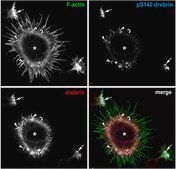 Anti-phospho Drebrin (Ser142), clone 3C14 Antibody clone 3C14, from mouse
