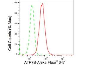 KD-Validated Anti ATP7B Antibody, clone 23GB3945, Rabbit Monoclonal clone 23GB3945, recombinant rabbit monoclonal, expressed in HEK293 cells