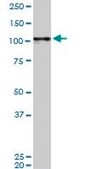 Monoclonal Anti-MAPK6, (C-terminal) antibody produced in mouse clone 4C11, purified immunoglobulin, buffered aqueous solution