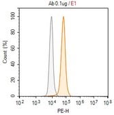 Anti-SDHD/CybS Antibody, clone 1F5-H2L2 ZooMAb® Rabbit Monoclonal recombinant, expressed in HEK 293 cells