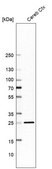 Anti-MBP antibody produced in rabbit Prestige Antibodies&#174; Powered by Atlas Antibodies, affinity isolated antibody