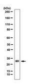 Anti-Lin-28B Antibody from rabbit, purified by affinity chromatography