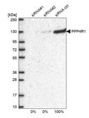 Anti-PPP4R1 antibody produced in rabbit Prestige Antibodies&#174; Powered by Atlas Antibodies, affinity isolated antibody, buffered aqueous glycerol solution
