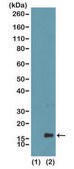 Anti-Monomethyl-Histone H3 (Lys4) antibody, Rabbit monoclonal recombinant, expressed in HEK 293 cells, clone RM140, purified immunoglobulin