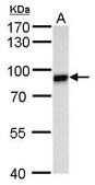 Anti-Vasa antibody produced in rabbit affinity isolated antibody