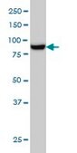 Monoclonal Anti-MAN1B1 antibody produced in mouse clone 6B1, purified immunoglobulin, buffered aqueous solution