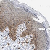 Anti-GCN1 antibody produced in rabbit Prestige Antibodies&#174; Powered by Atlas Antibodies, affinity isolated antibody, buffered aqueous glycerol solution, Ab1
