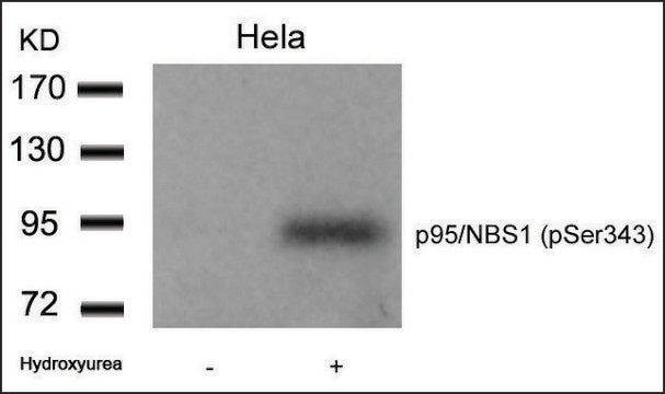 Anti-phospho-NBN (pSer343) antibody produced in rabbit affinity isolated antibody