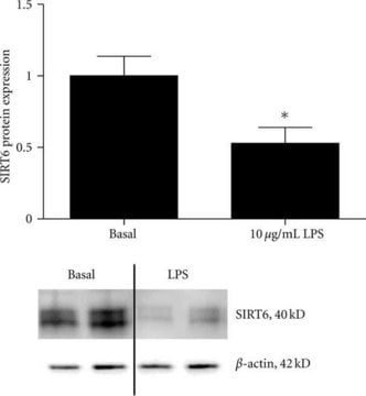 Anti-Sirt6 (C-terminal) antibody produced in rabbit ~1&#160;mg/mL, affinity isolated antibody, buffered aqueous solution