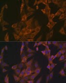 Anti-Zyxin Antibody, clone 4F9P3, Rabbit Monoclonal