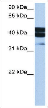 Anti-SMAD1 antibody produced in rabbit affinity isolated antibody