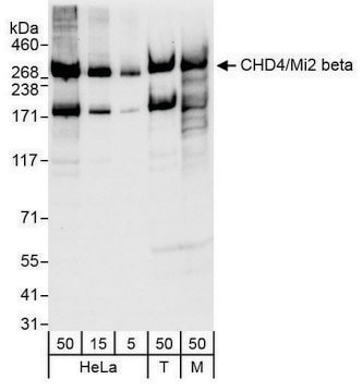 Rabbit anti-CHD4/Mi2 beta Antibody, Affinity Purified Powered by Bethyl Laboratories, Inc.