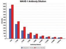 Anti-WAVE-1 antibody produced in rabbit ~2&#160;mg/mL, affinity isolated antibody, buffered aqueous solution