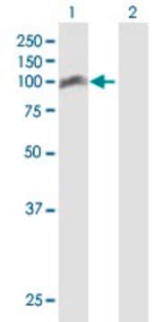 Anti-TRAF3IP1 antibody produced in mouse purified immunoglobulin, buffered aqueous solution