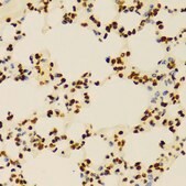 Anti-DiMethyl-Histone H3-K4 antibody produced in rabbit