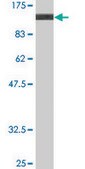 Monoclonal Anti-DBN1 antibody produced in mouse clone 2E11, purified immunoglobulin, buffered aqueous solution