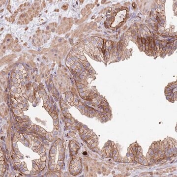 Anti-NDUFAF4 antibody produced in rabbit Prestige Antibodies&#174; Powered by Atlas Antibodies, affinity isolated antibody, buffered aqueous glycerol solution