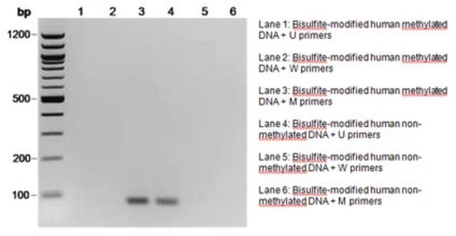 CpGenome人甲基化DNA标准品套装 It is intended for use as a positive control in gene methylation studies, such as bisulfite conversion of DNA with the CpGenome Turbo Bisulfite Modification Kit.