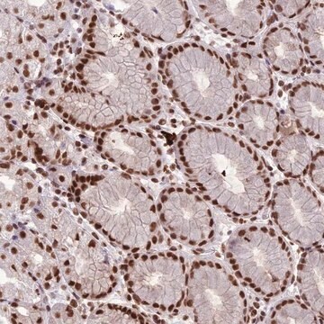 Anti-SH3RF3 antibody produced in rabbit Prestige Antibodies&#174; Powered by Atlas Antibodies, affinity isolated antibody, buffered aqueous glycerol solution