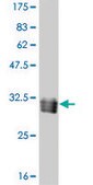 ANTI-TAF11 antibody produced in mouse clone 3G6, purified immunoglobulin, buffered aqueous solution