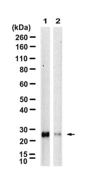 Anti-GADD153/DDIT3 Antibody, clone 3I18 ZooMAb&#174; Rabbit Monoclonal recombinant, expressed in HEK 293 cells