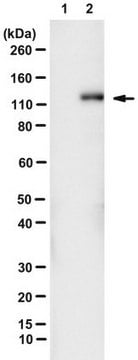 Anti-FAM83B Antibody, clone 7D11 clone 7D11, from mouse