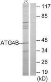Anti-ATG4B antibody produced in rabbit affinity isolated antibody