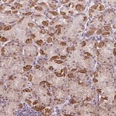 抗-GPT2 兔抗 Prestige Antibodies&#174; Powered by Atlas Antibodies, affinity isolated antibody, buffered aqueous glycerol solution