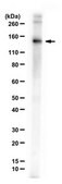 Anti-MPRIP Antibody from rabbit, purified by affinity chromatography