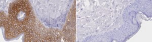 Anti-TROP2 Antibody, clone 2O13 ZooMAb® Rabbit Monoclonal recombinant, expressed in HEK 293 cells