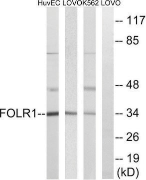 Anti-FOLR1 antibody produced in rabbit affinity isolated antibody