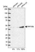 Anti-PPP1R8 antibody produced in rabbit Prestige Antibodies&#174; Powered by Atlas Antibodies, affinity isolated antibody, buffered aqueous glycerol solution, Ab1