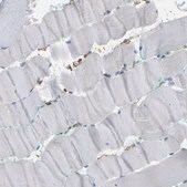 Anti-IQGAP1 antibody produced in rabbit Prestige Antibodies&#174; Powered by Atlas Antibodies, affinity isolated antibody, buffered aqueous glycerol solution