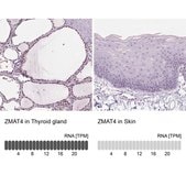 Anti-ZMAT4 antibody produced in rabbit Prestige Antibodies® Powered by Atlas Antibodies, affinity isolated antibody, buffered aqueous glycerol solution