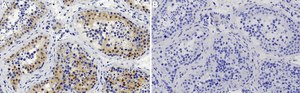Anti-SREBF2 Antibody, clone 2K8 ZooMAb® Rabbit Monoclonal recombinant, expressed in HEK 293 cells